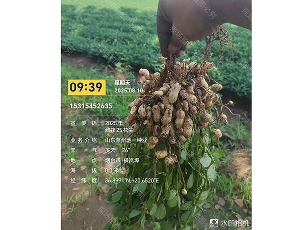 濰花25號果實